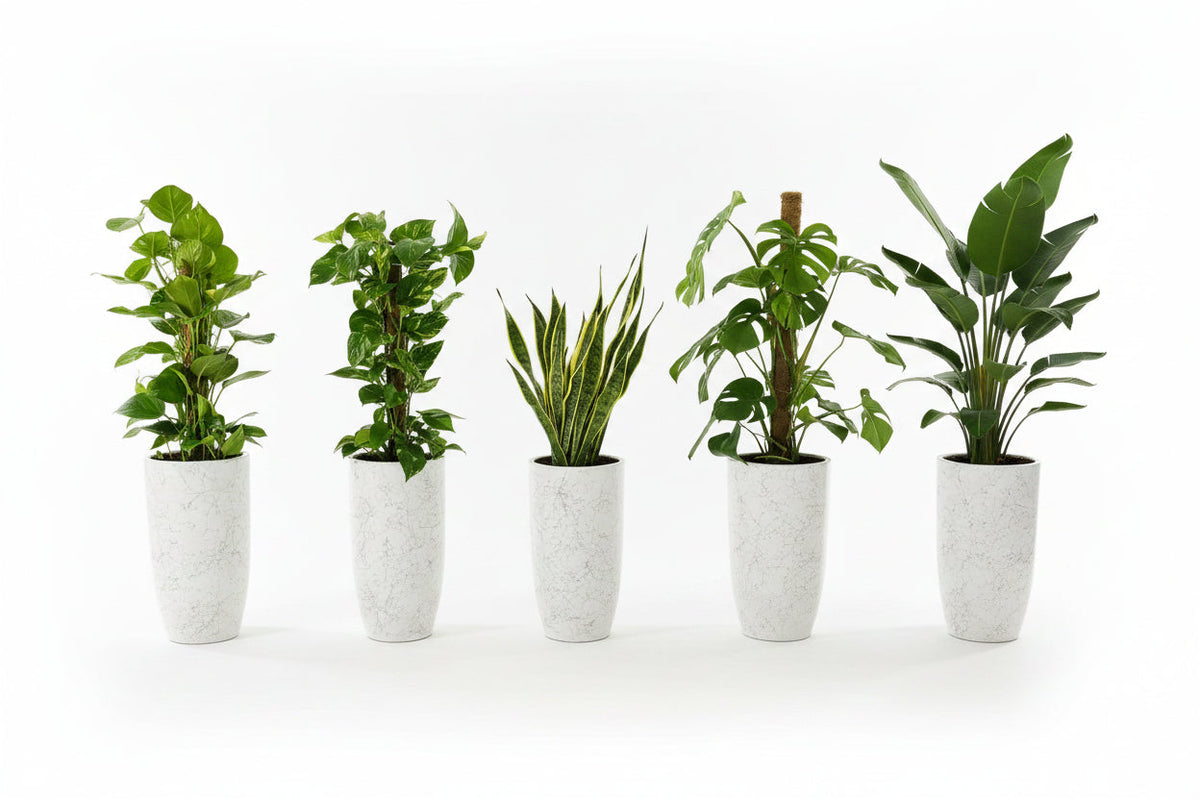 Office Plants