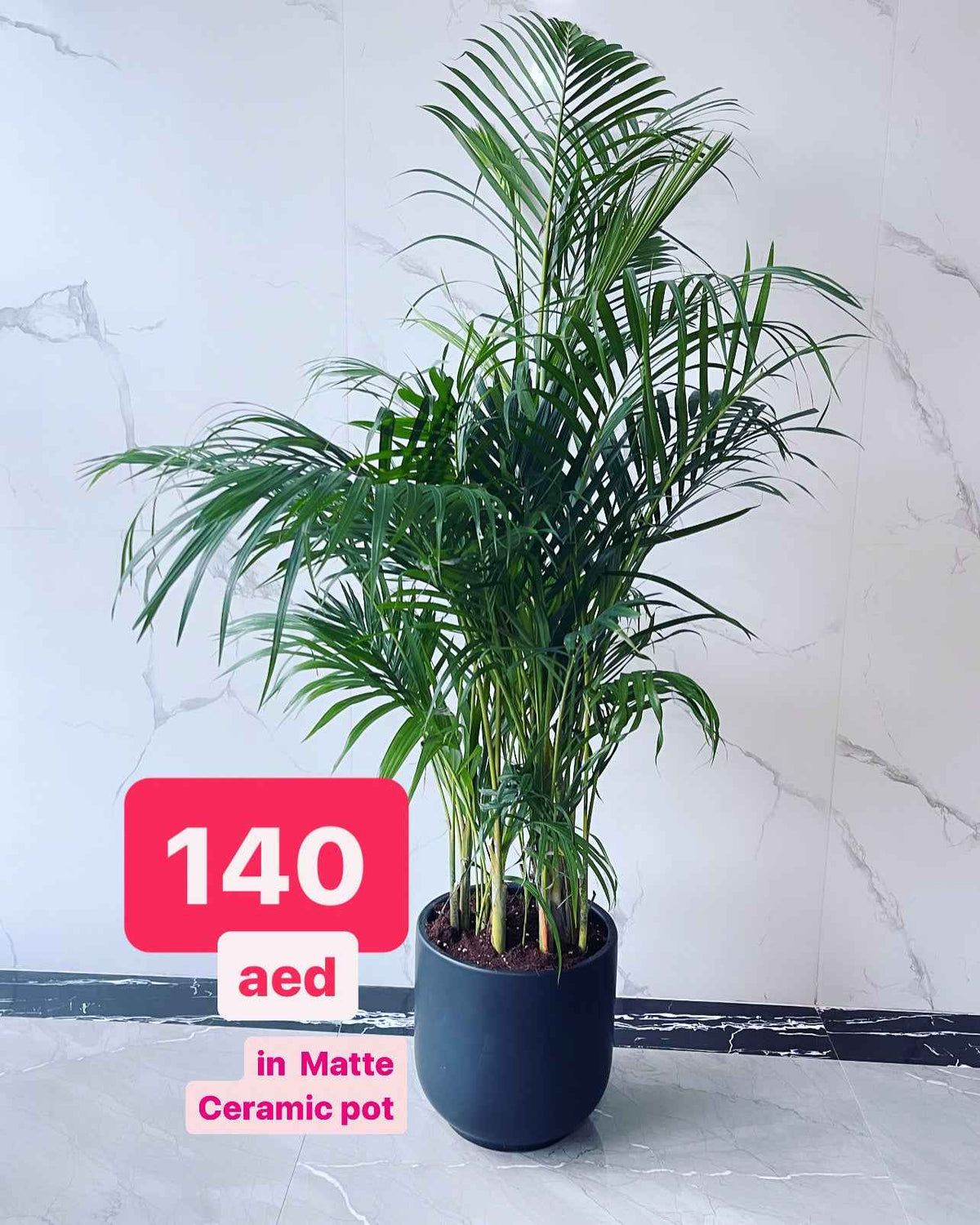 Areca Palm Indoor 150cm-160cm | Indoor Plant