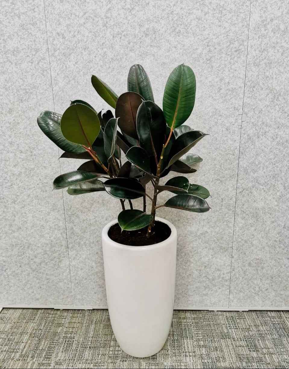 Potted Rubber Plant 3PP 100cm-110cm in CERAMIC Pot | indoor plant | PlantMartUAE.com