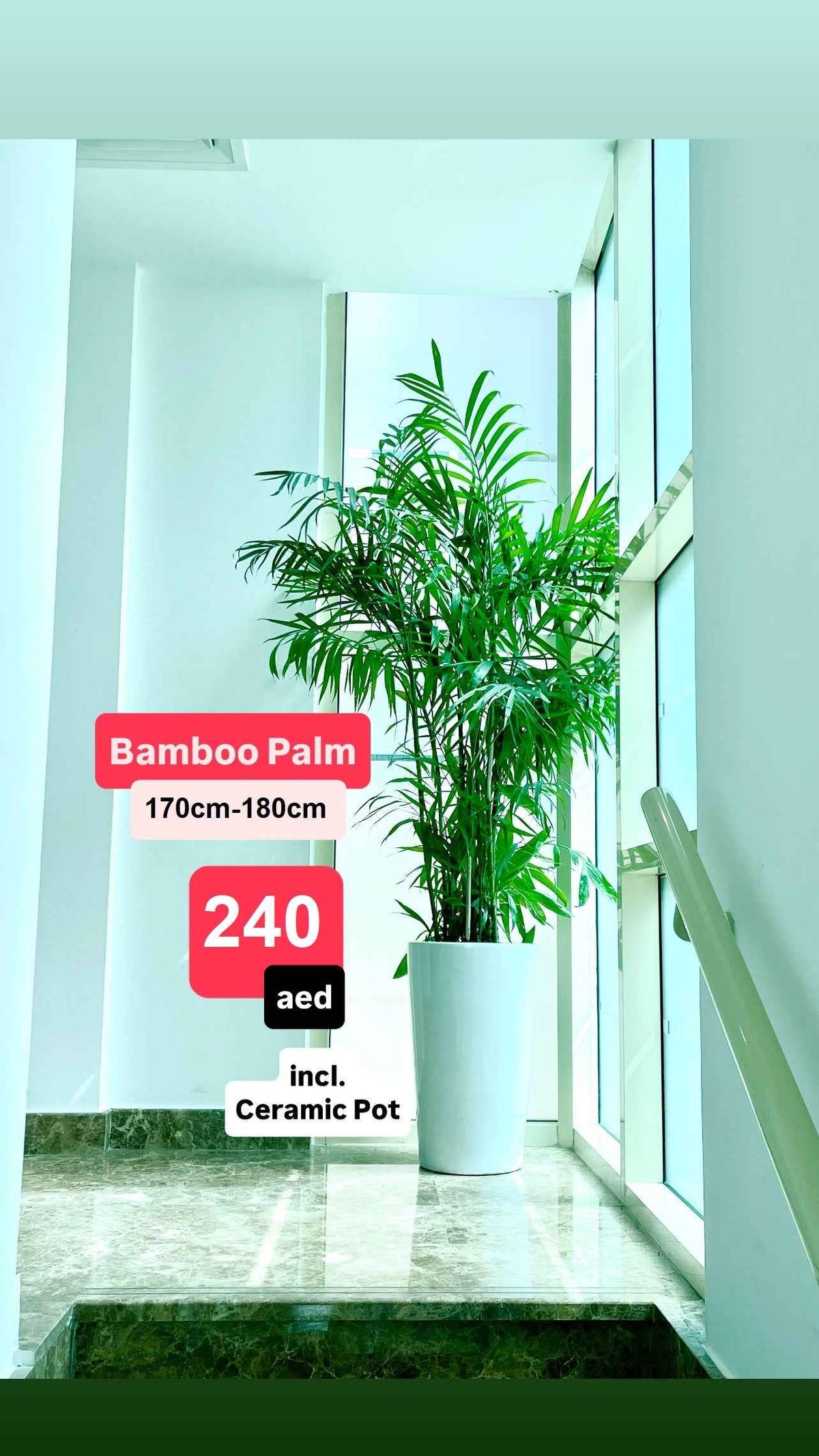 Potted Bamboo Palm | Large Ceramic Pot | 170cm - 180cm