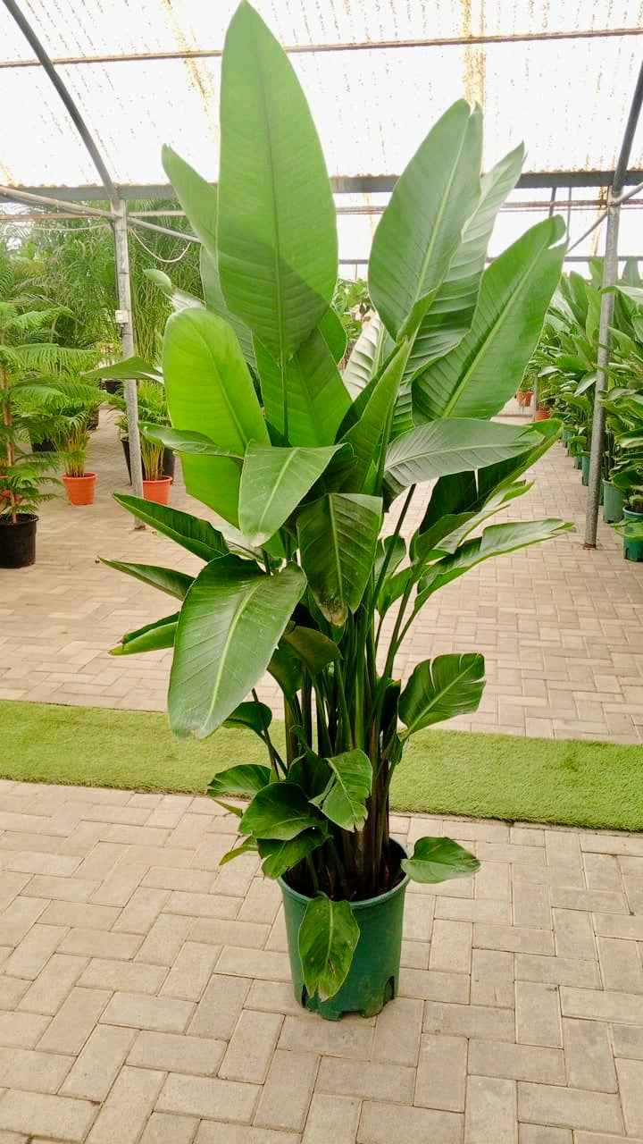 Bird Of Paradise XXL (160-170cm) (Holland) sterilitzia