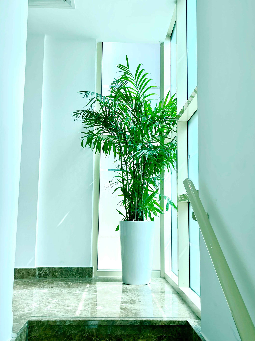 Potted Bamboo Palm | Large Ceramic Pot | 170cm - 180cm