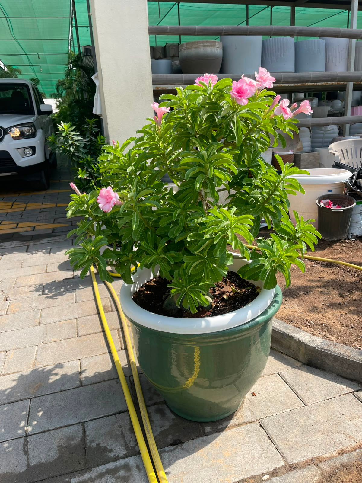 Desert Rose LARGE in XL Ceramic Pot Overall | 1.1 mtr - 1.3 mtr | Large Outdoor Plant | Adenium Obesum | plantsmom.ae
