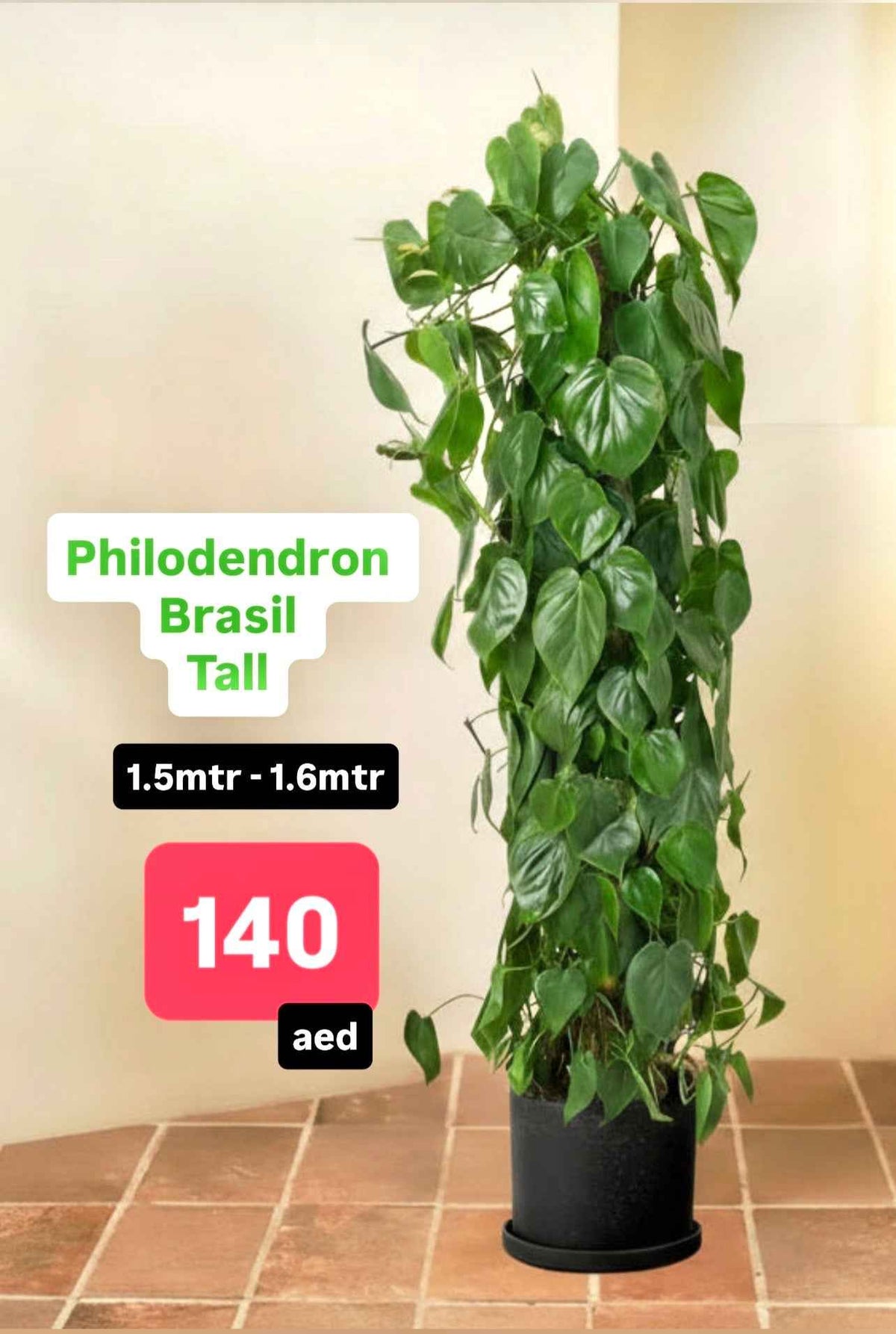 Philodendron Brasil Tall 1.5 mtr - 1.6 mtr