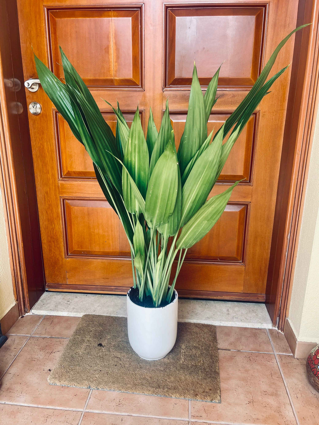 Lance Dracaena| Dracaena Aubryana Indoor Plant | Cast Iron Plant | 80cm-100cm