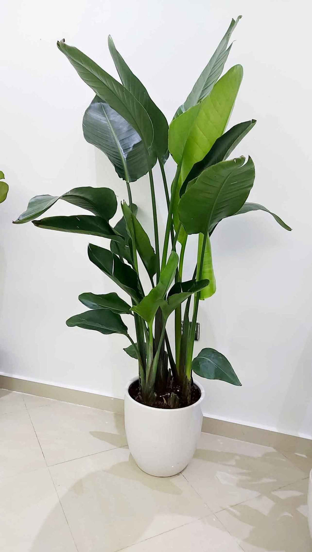 Strelitzia Nicolai: Giant Bird of Paradise