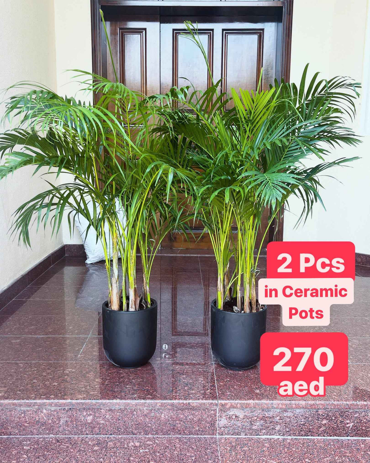 2pcs Potted Areca Palm | 150cm-160cm | Ceramic Pot