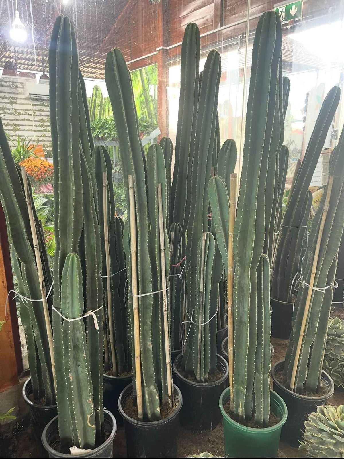 Cactus Long 3 Head 160cm - 170cm | Cereus Peruvianus | Apple Cactus