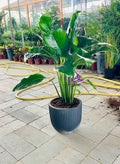 Peace lily XL 90cm - 1mtr in Fiber Pot