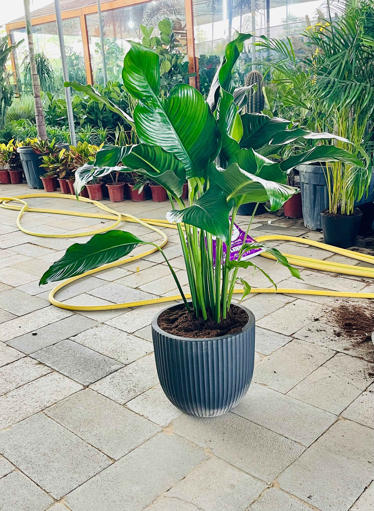 Peace lily XL 90cm - 1mtr in Fiber Pot