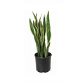 Snake Plant Indoor Large - 50cm-60cm Sansevieria for Home Decor by PlanterMom