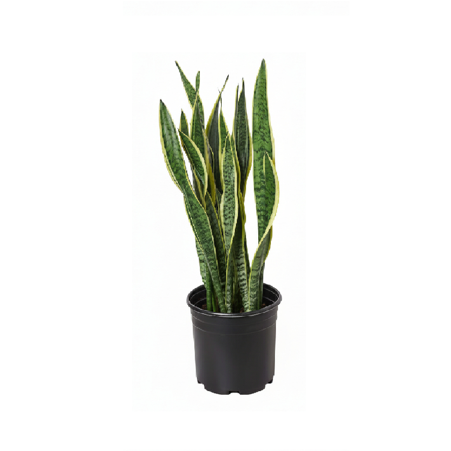 Snake Plant Indoor Large - 50cm-60cm Sansevieria for Home Decor by PlanterMom