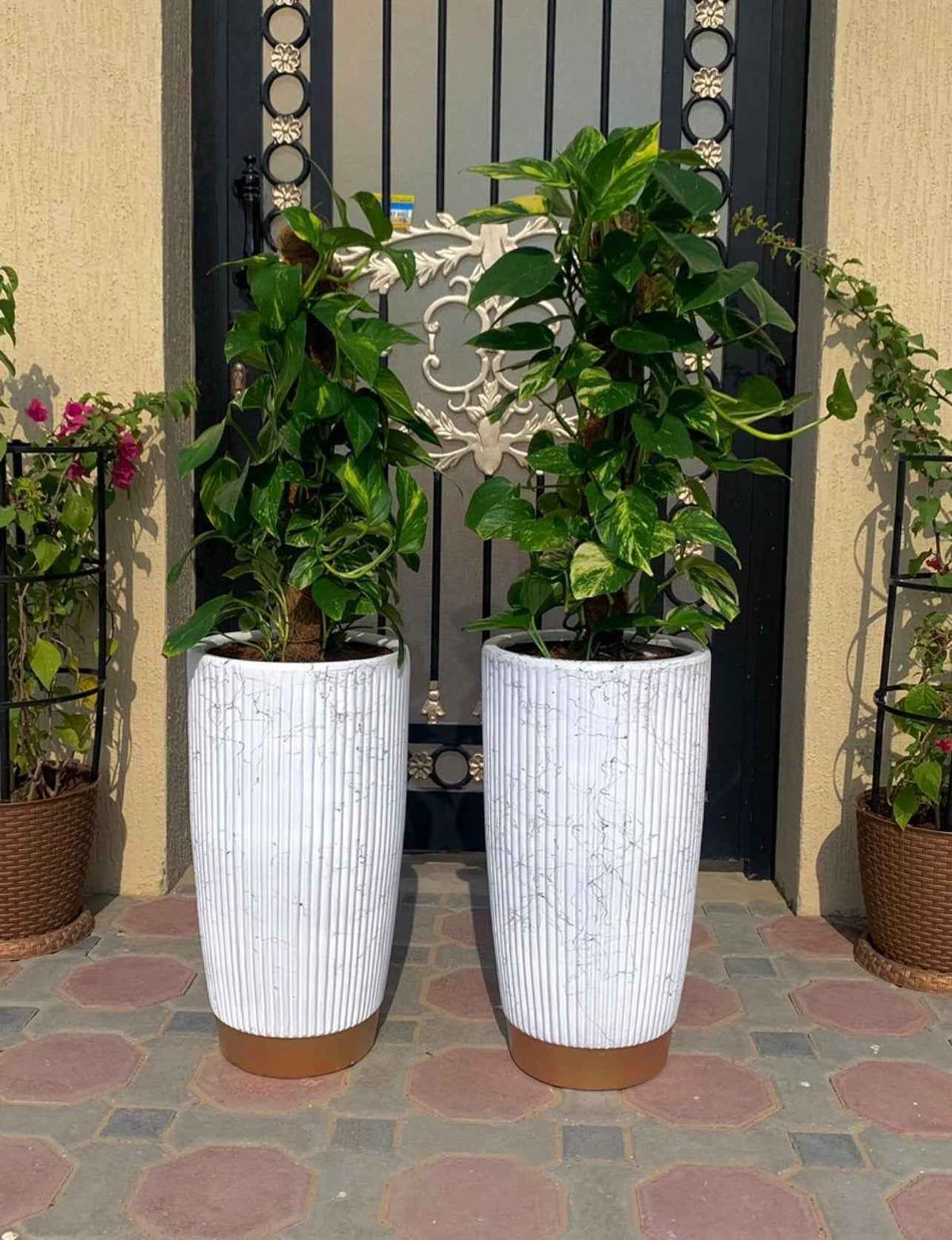 Potted Combo: 2 Money Plant in Elegant Ceramic Pot