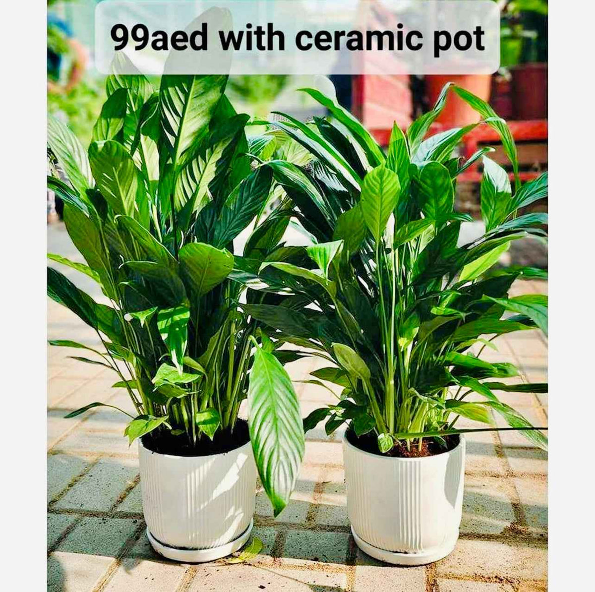 Potted 2pcs Peace Lily in CERAMIC Pots | indoor plant | Spathiphyllum Sweet Lauretta | Best Online Store | PlantMartUAE.com