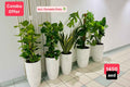 Office Plants Bundle 5 plants in Ceramic Pots