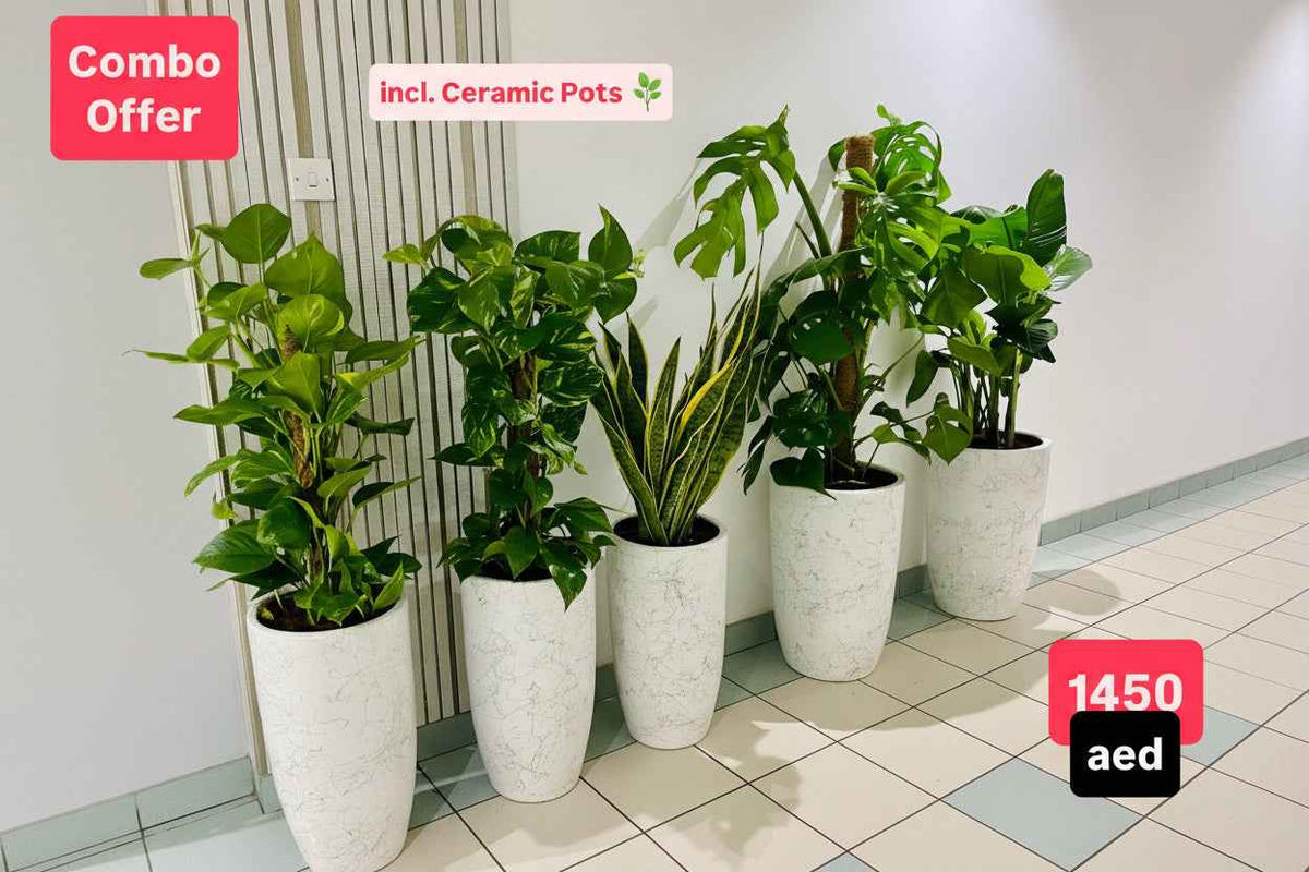Office Plants Bundle 5 plants in Ceramic Pots