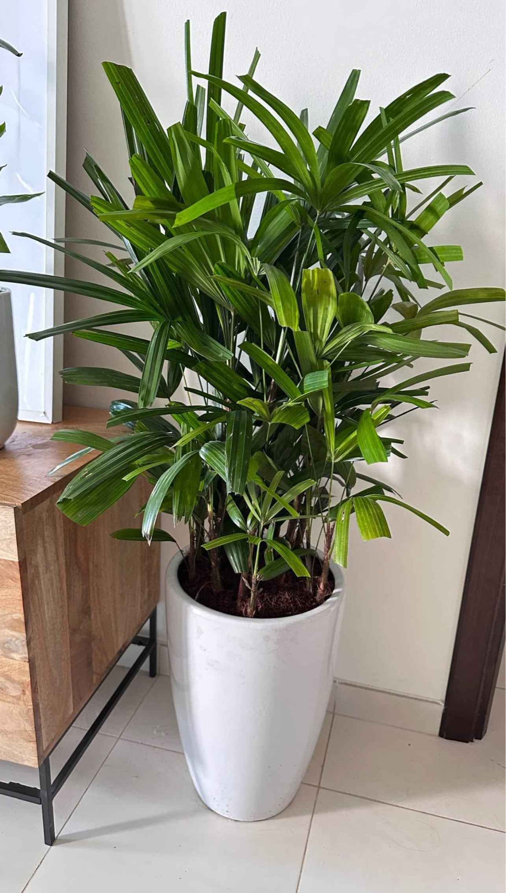 Broadleaf Lady Palm 130cm in an Elegant white pot