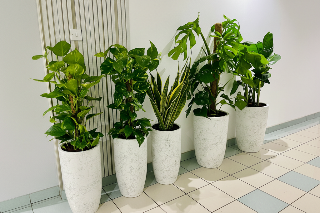 Office Plants Bundle 5 plants in Ceramic Pots