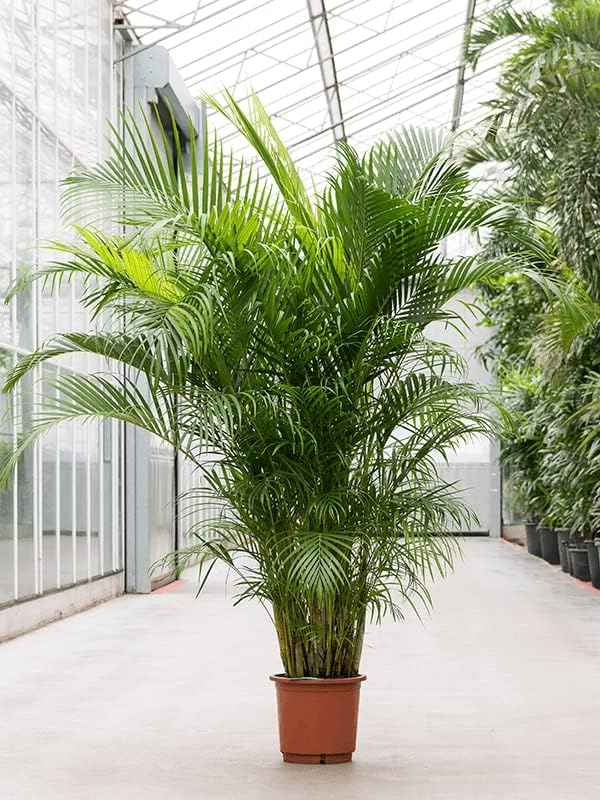 Areca Palm XL 2mtr-2.2mtr indoor plant