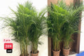 Areca Palm 2PCS COMBO 150cm-160cm | Indoor
