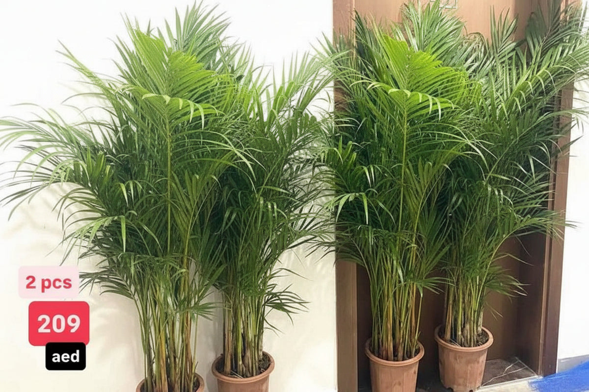 Areca Palm 2PCS COMBO 150cm-160cm | Indoor