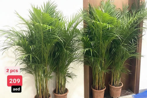Areca Palm 2PCS COMBO 150cm-160cm | Indoor