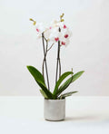 Moth Orchids 40cm-50cm | Orchid | Phalaenopsis Orchids | Flowering indoor plant