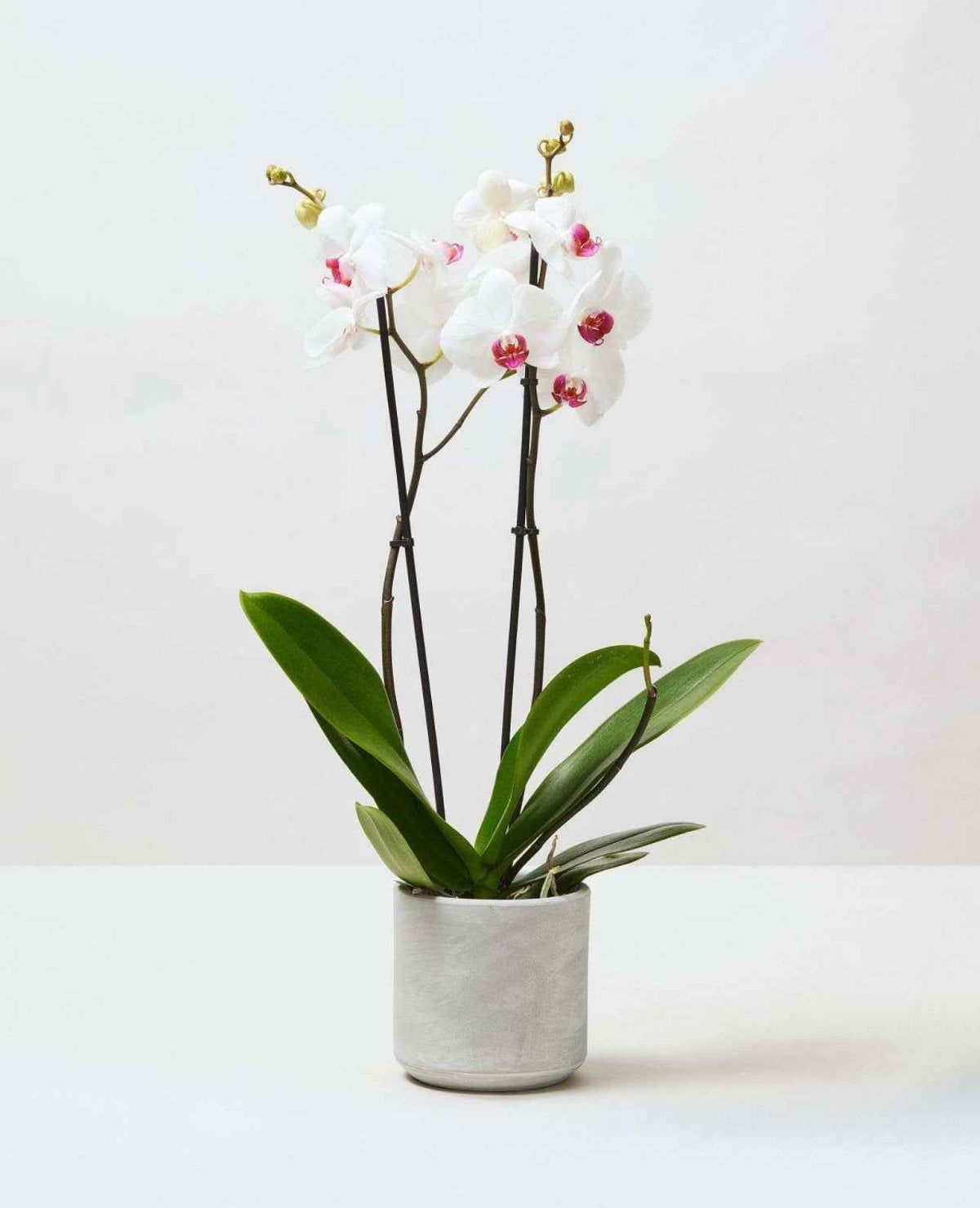 Moth Orchids 40cm-50cm | Orchid | Phalaenopsis Orchids | Flowering indoor plant