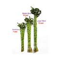 Lucky Bamboo Indoor Plant - Single Stick (S/M/L) for Home & Office | Best Online Plants Shop at Plantsmom.ae