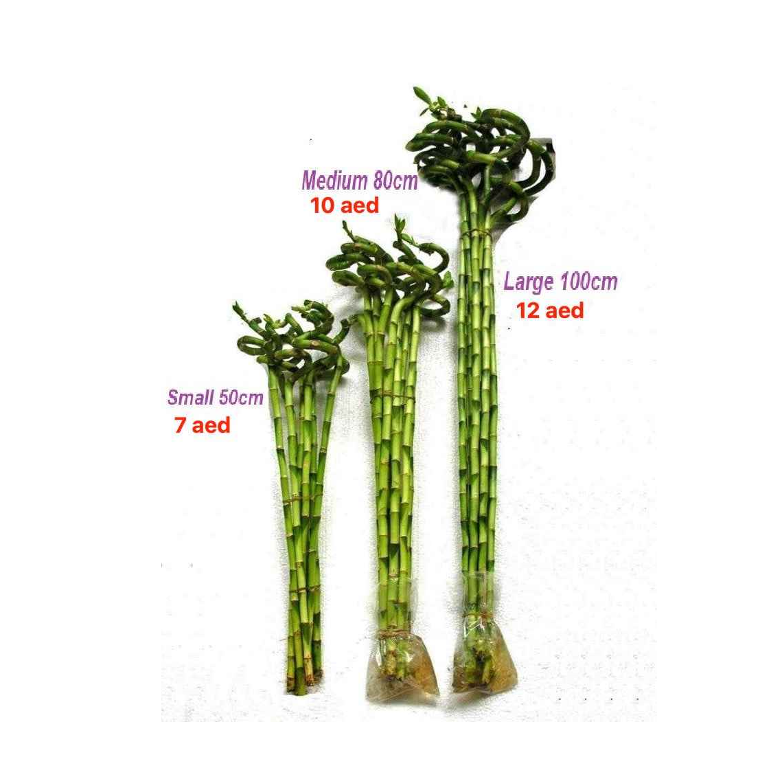 Lucky Bamboo Indoor Plant - Single Stick (S/M/L) for Home & Office | Best Online Plants Shop at Plantsmom.ae