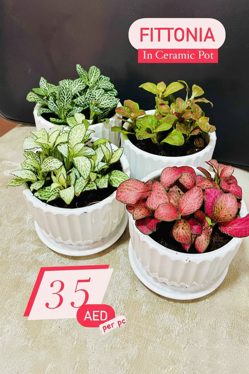 Fittonia, Nerve or Mosaic Plant 5-10cm Spread