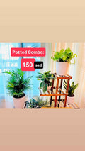 4 Potted Indoor Combo | Ceramic Pots