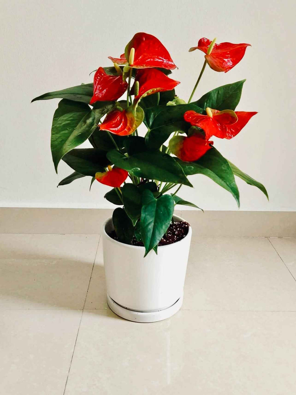 Red Anthurium (30cm-40cm) CERAMIC pot