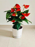 Red Anthurium (30cm-40cm) CERAMIC pot