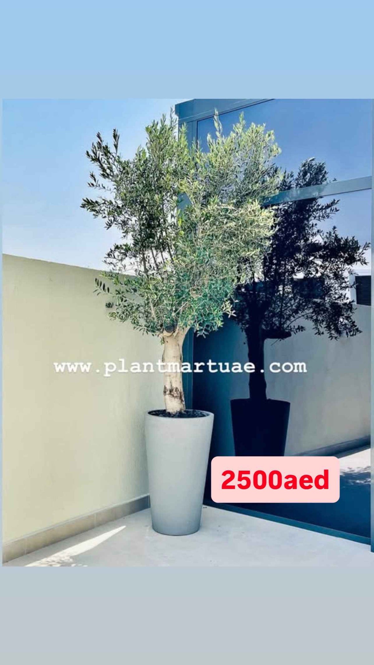 Olive Tree XL 3mtr in Large FiberClay Pot