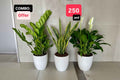 Potted 3Pcs Indoor in Ceramic Pots