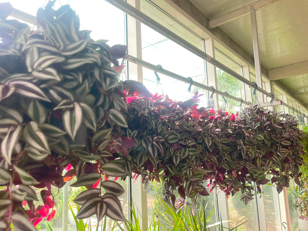 Tradescantia Zebrina Purpusii LARGE 30-40CM - Bushy