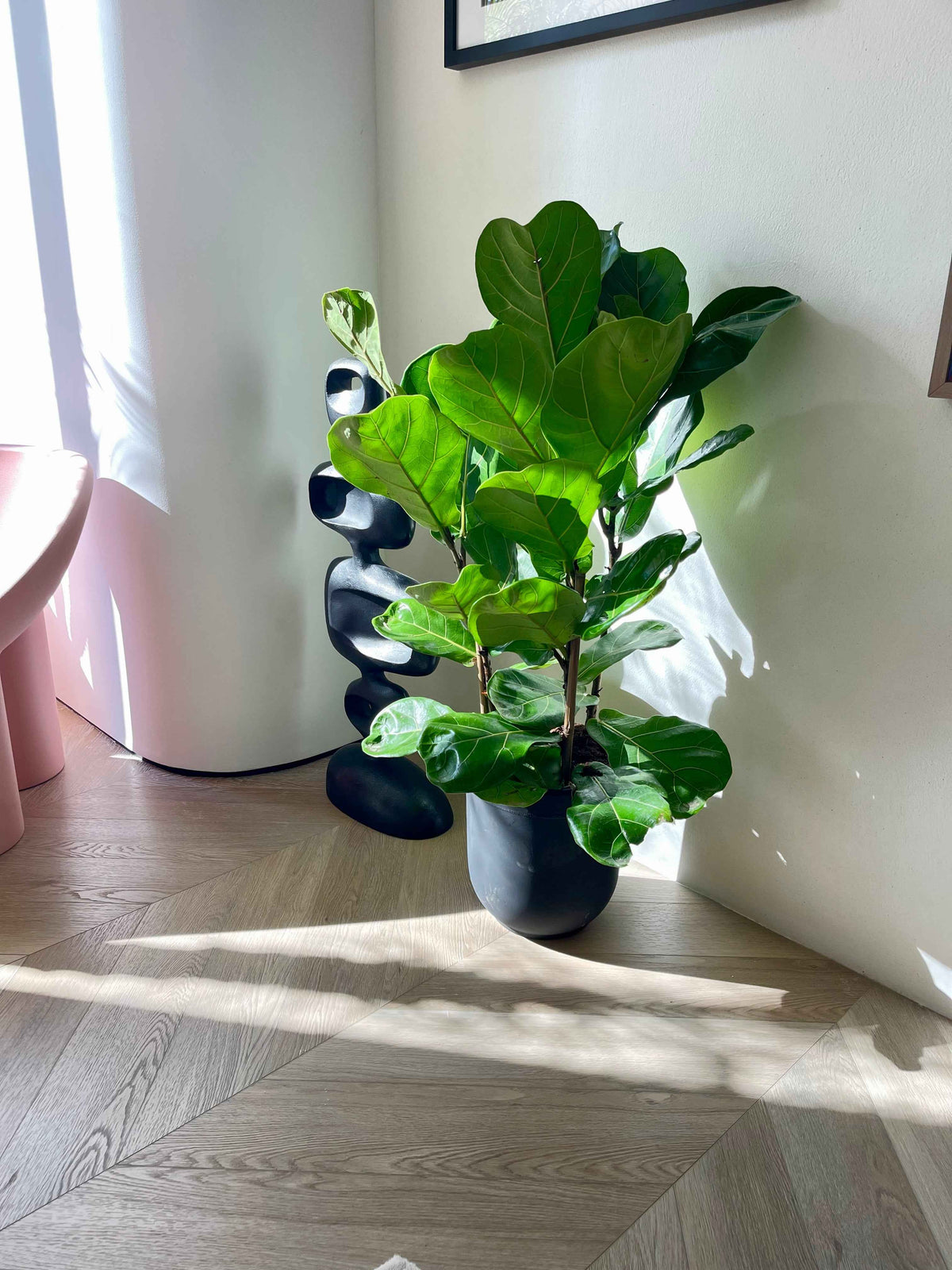 Fiddle Leaf - 3PP - 1mtr - 1mtr Ficus Lyrata