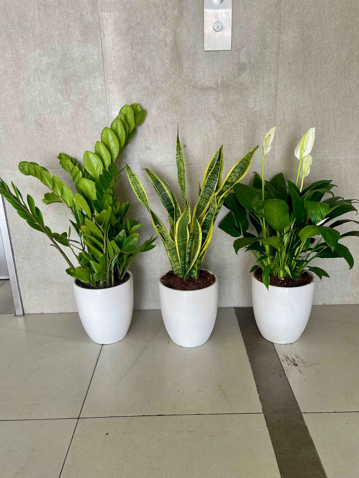 Potted 3Pcs Indoor in Ceramic Pots