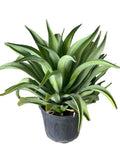Agave attenuata
