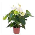 White Anthurium 30cm-35cm