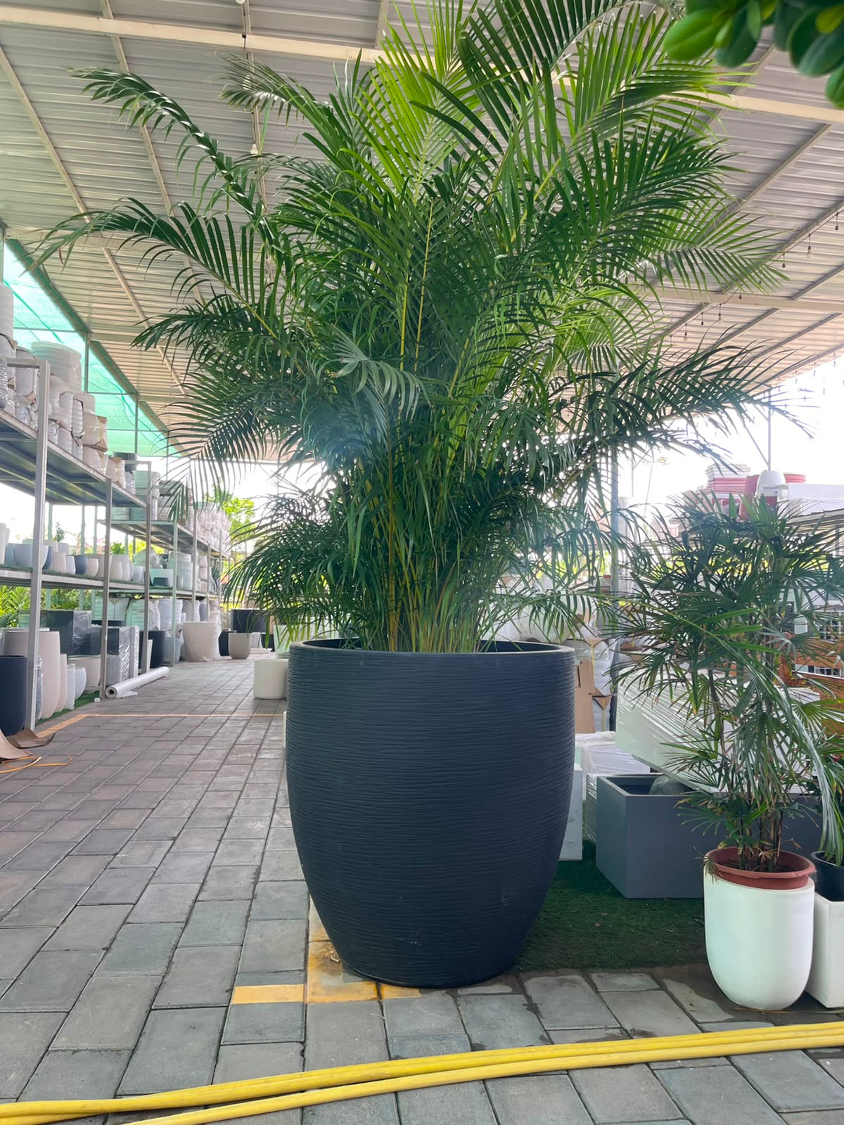 areca palm in fiberclay pot