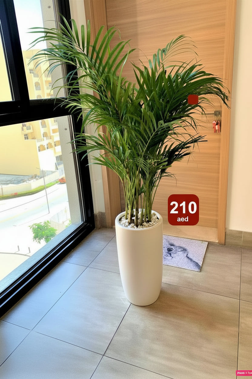 Potted Areca Palm Indoor Plant in Ceramic Pot (150cm-160cm)