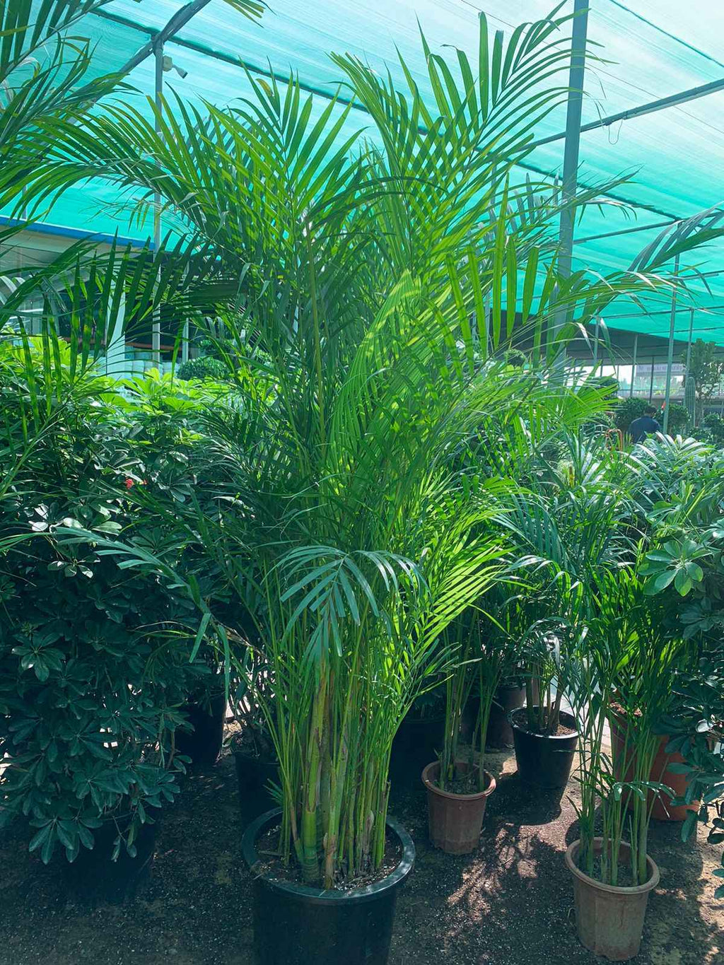Areca Palm (Large)1.8mtr-2mtr