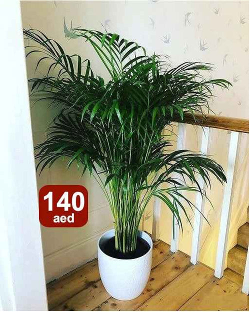 Areca Palm Indoor 150cm-160cm | Indoor Plant