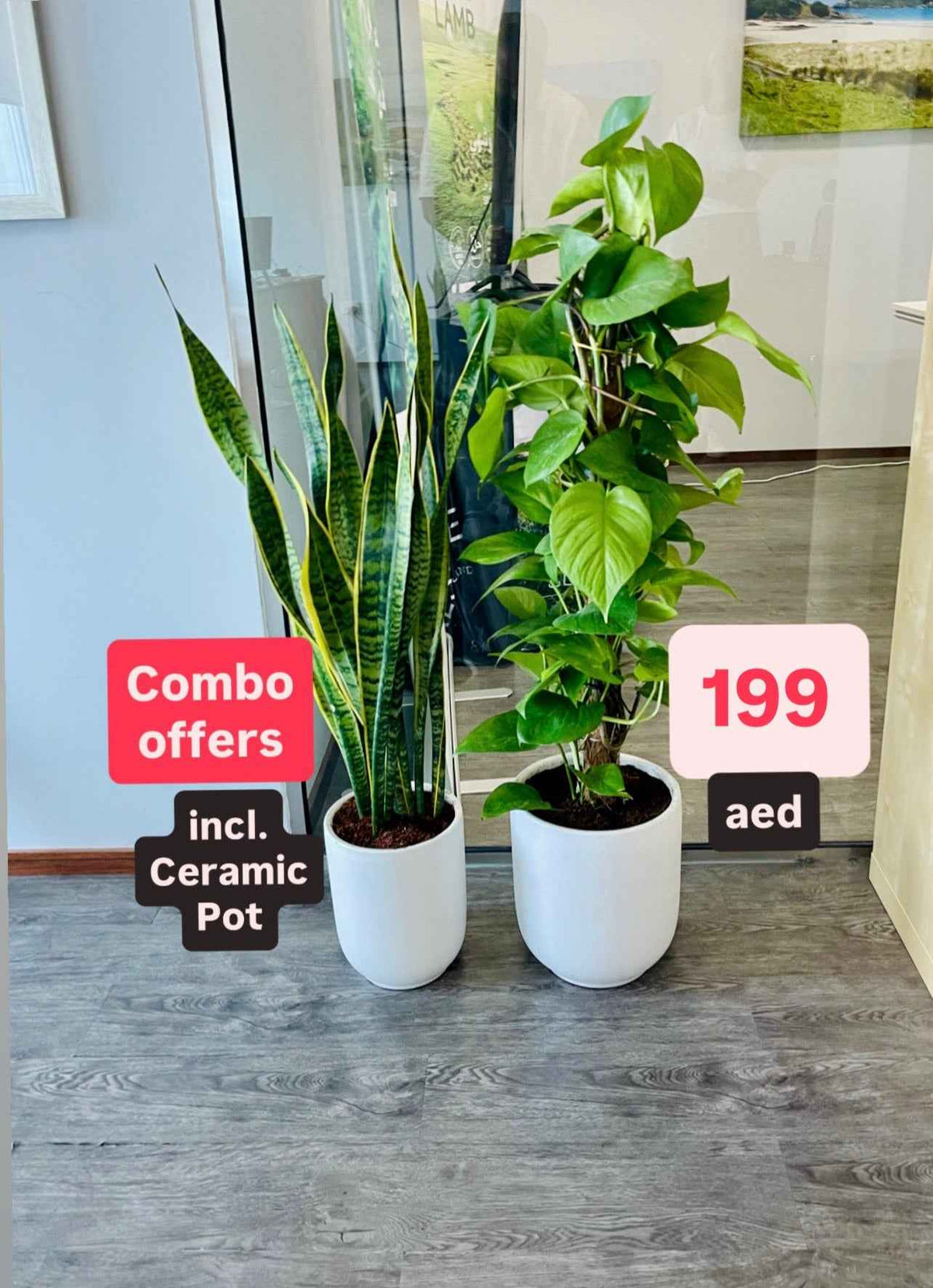 Potted Combo Offer: Money Plant (1.1mtr) + Snake Plant (1mtr) in Ceramic Pots
