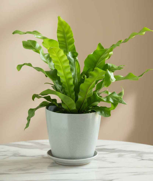 Birds Nest Fern 30cm - 40cm