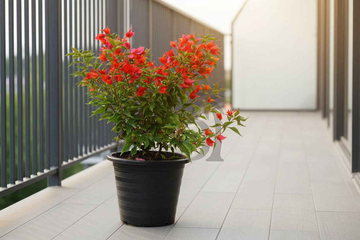 Bougainvillea Tomato Red Tall