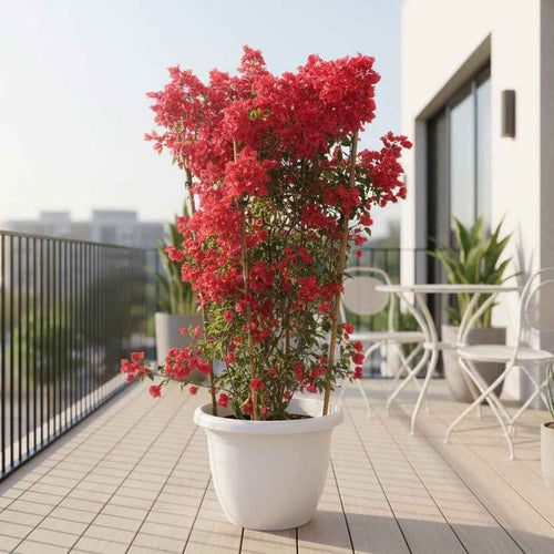 Bougainvillea Tomato Red Tall