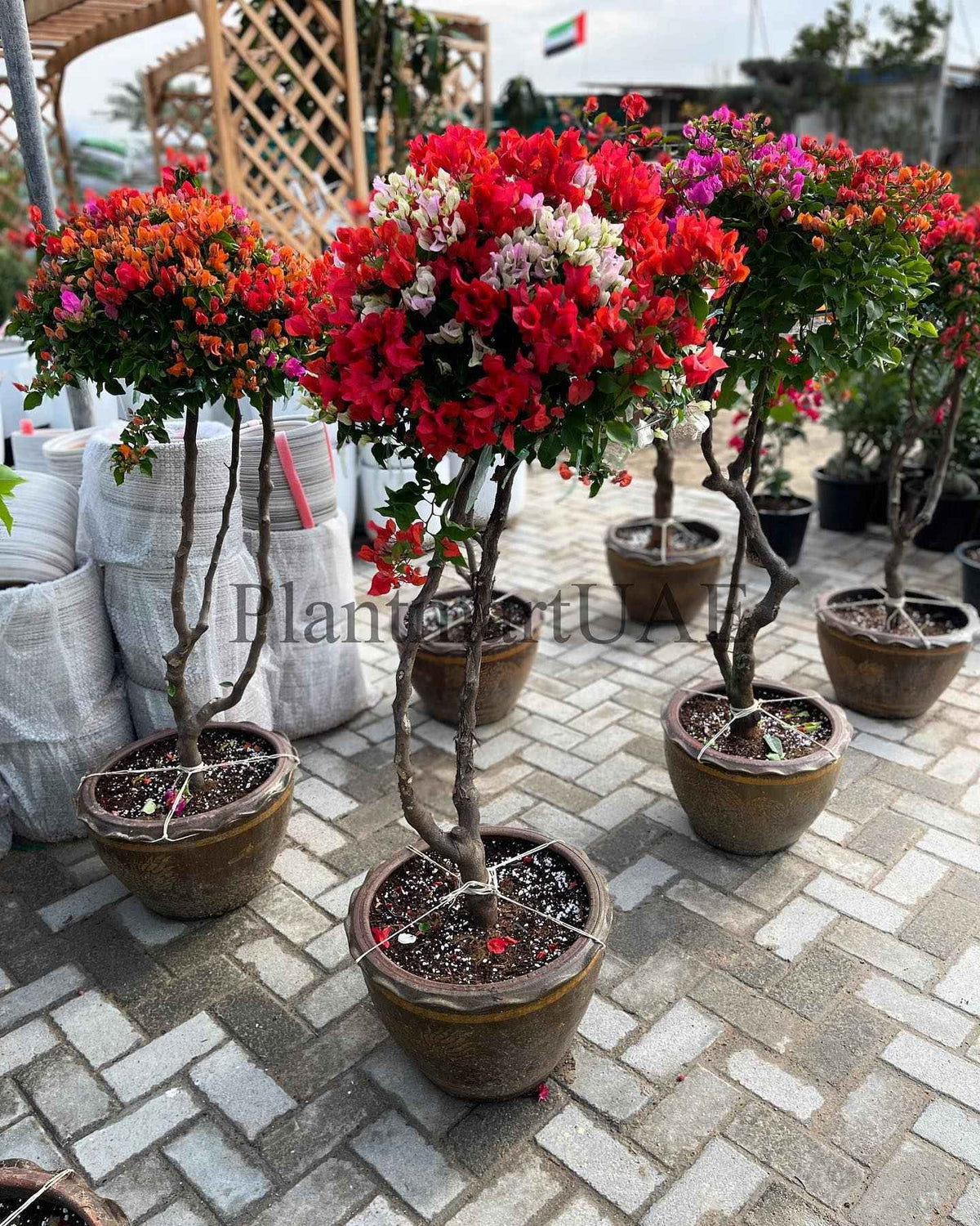 BougainVillea in Clay Pot 150cm-160cm